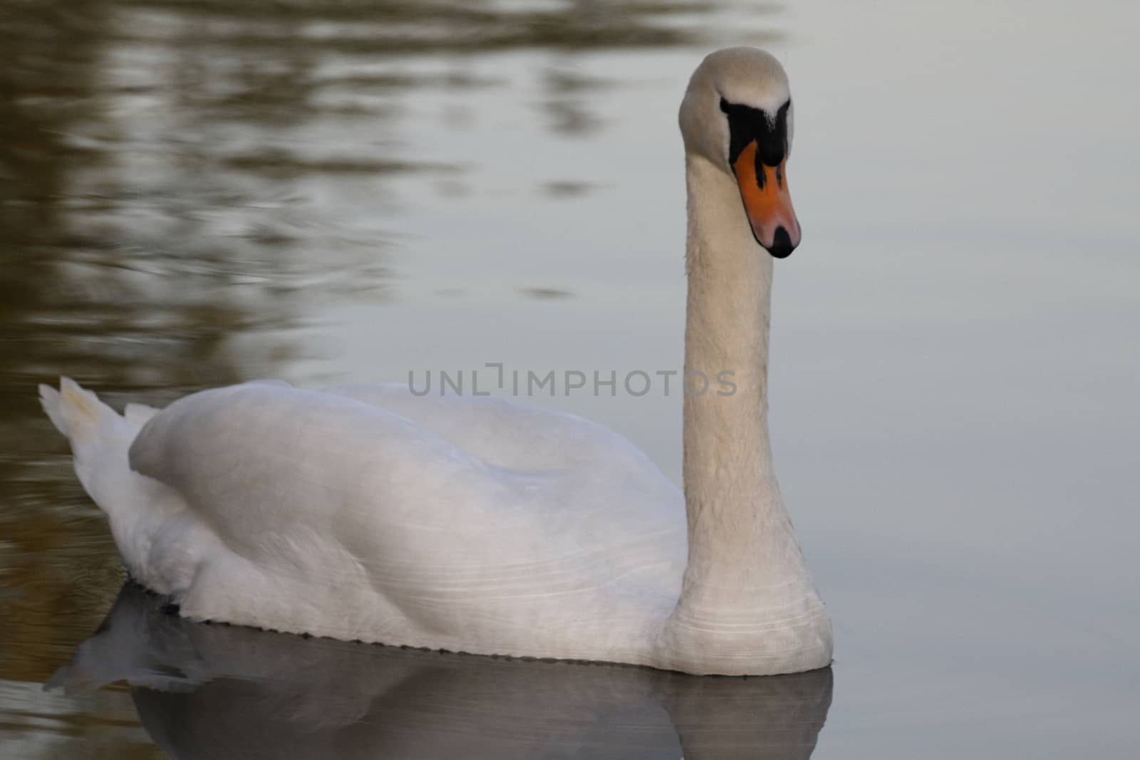 Swan in sundown - Cygnini