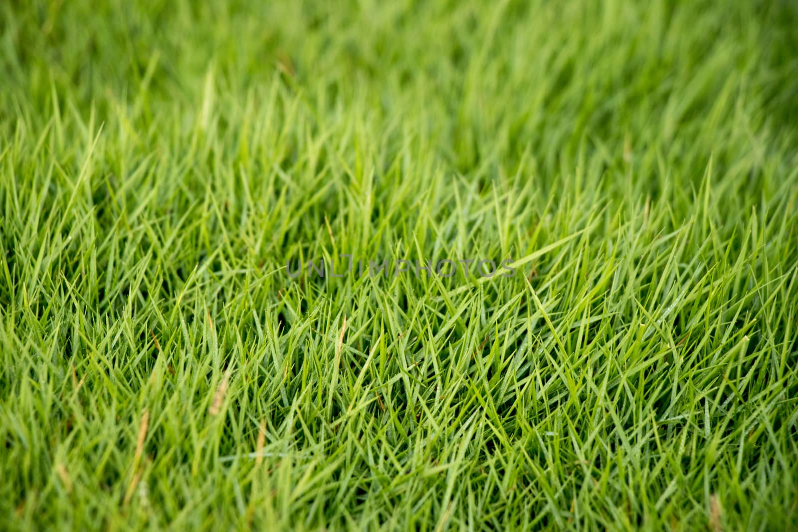 Closed up of green grass field background