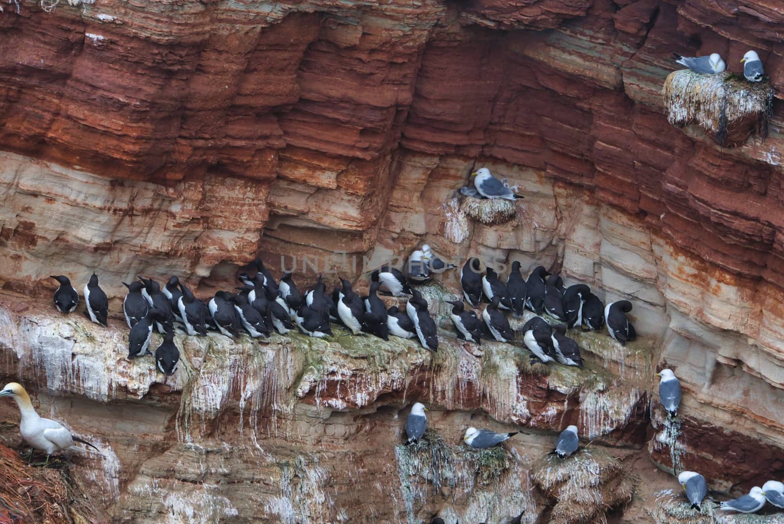 common murre colony - common guillemot on the red Rock in the northsea - Heligoland - Germany -Uria aalge