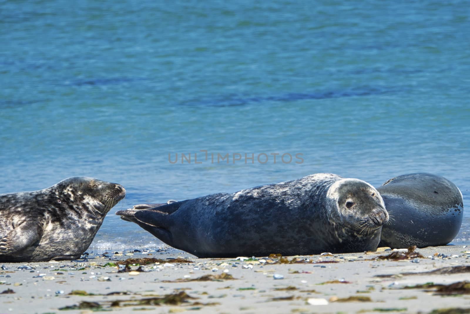 Wijd Grey seal on the north beach of Heligoland - island Dune i- Northsea - Germany