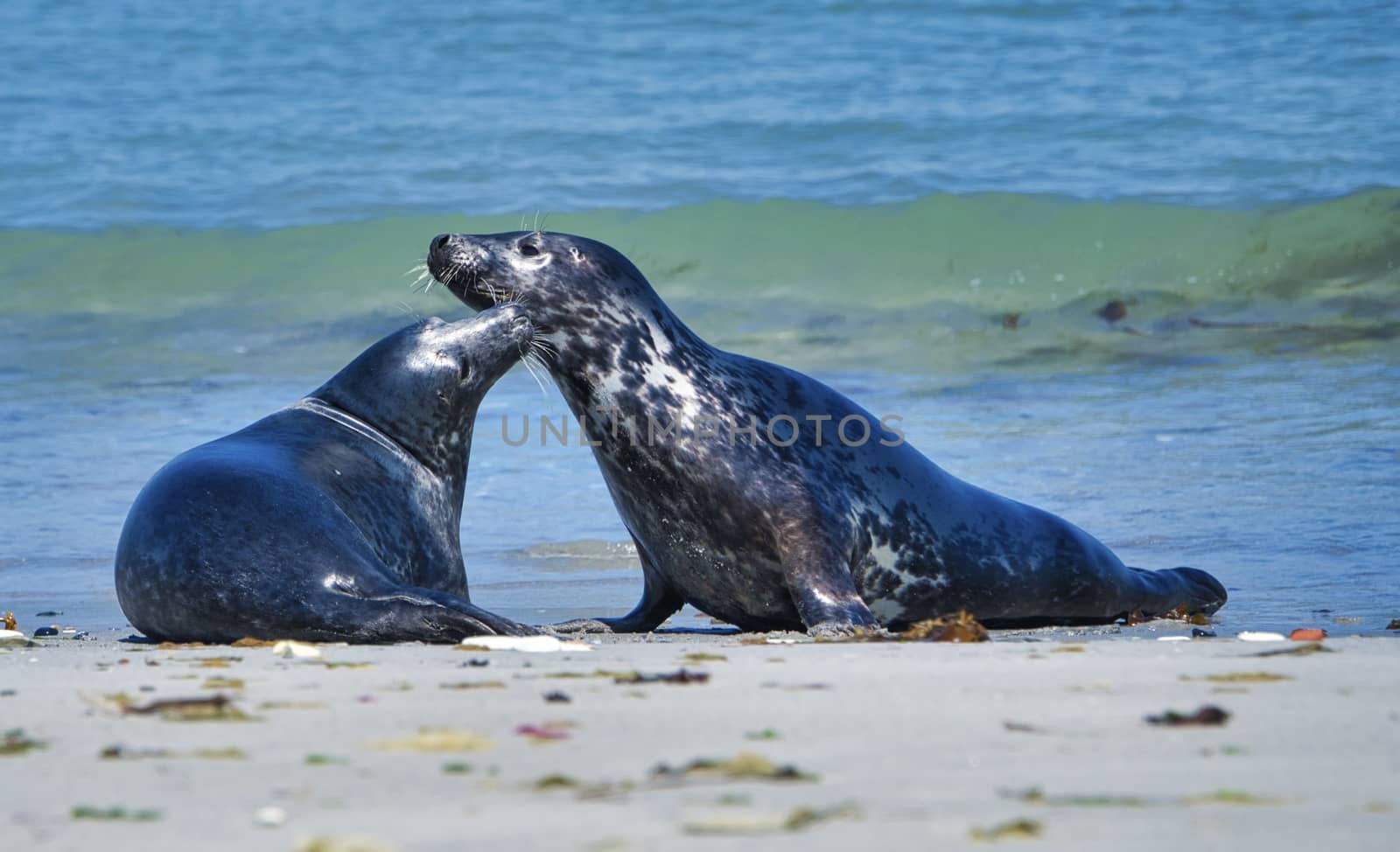 Wijd Grey seal on the north beach of Heligoland - island Dune i- Northsea - Germany