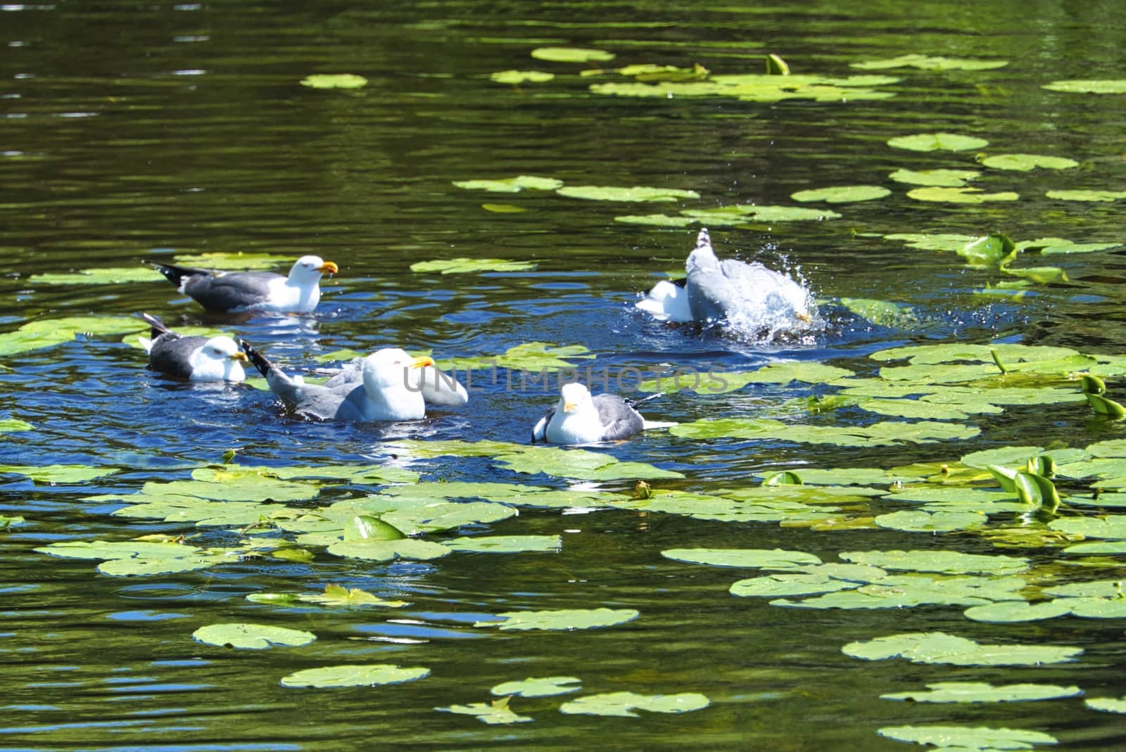 Group ofeuropean herring gull on heligoland - island Dune - cleaning feather in sweet water pond - Larus argentatus