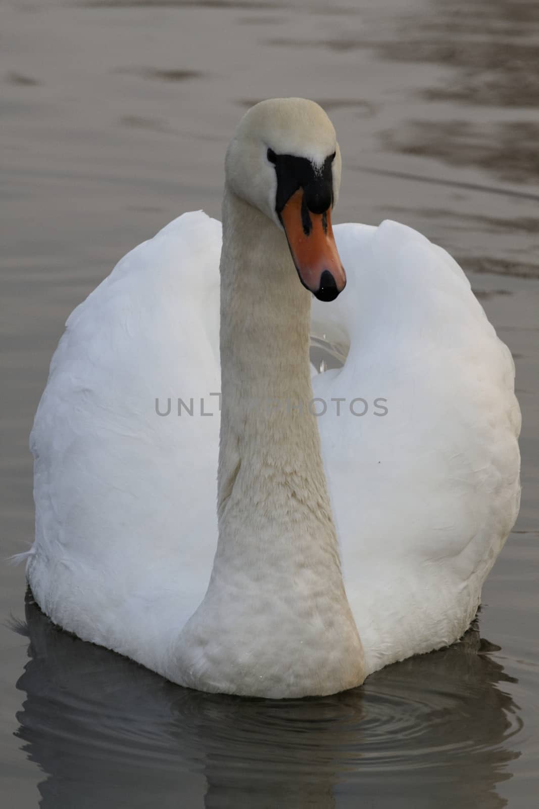 Swan in sundown - Cygnini