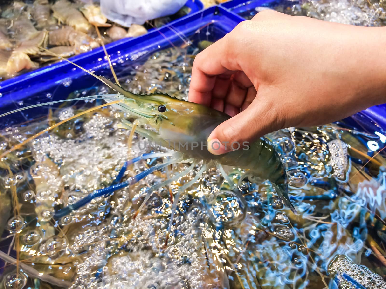 Woman hand picking up shrimp big size (Macrobrachium rosenbergii) at container blue inside market and is popular of tourist for select buy seafood. by prapstock