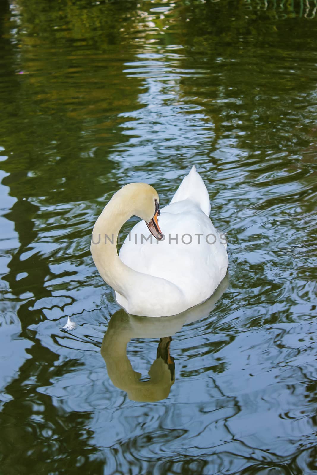 White color swan swimming in the pool at a botanical garden and it is a popular tourist destination northern Thailand. Cygnus atratus by prapstock