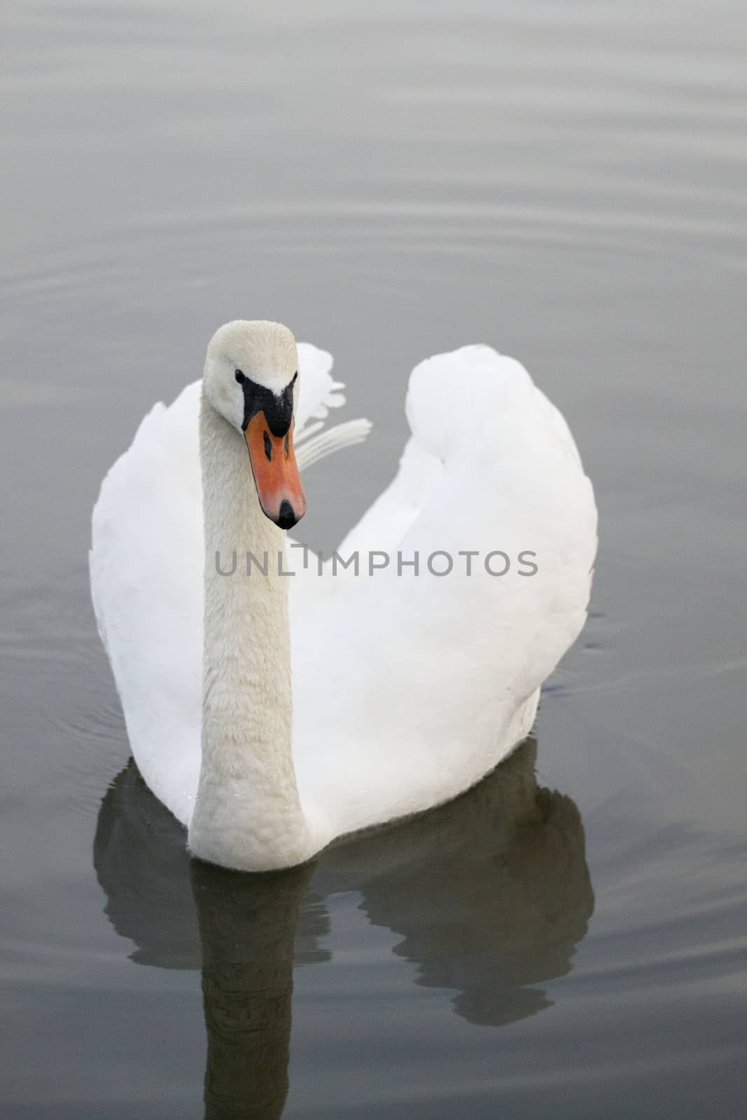 Schwan -swan by Bullysoft