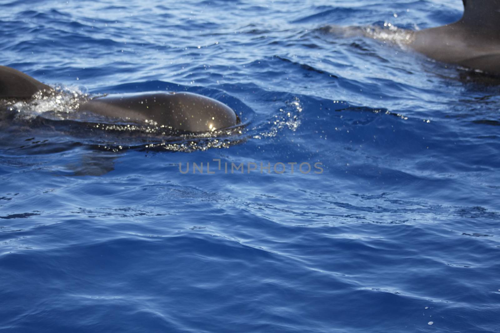 pilot whale iat canary-islands - Tenerife