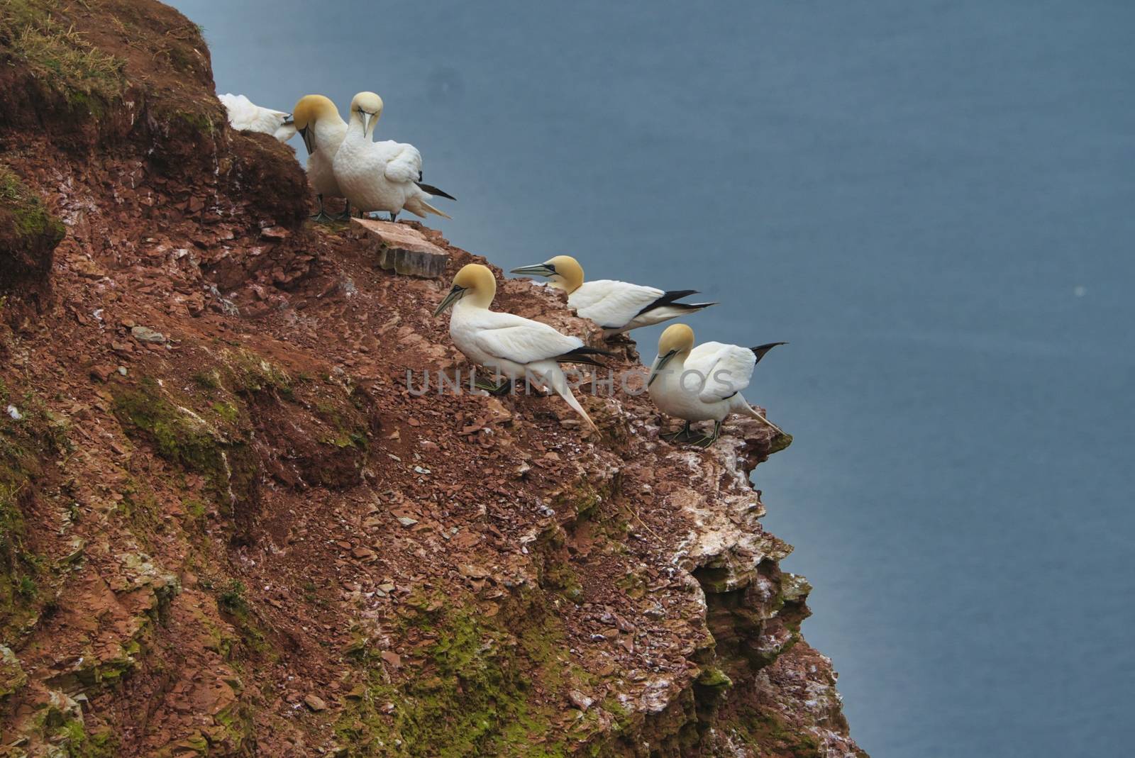 colony of northern garnet on the red Rock - Heligoland island