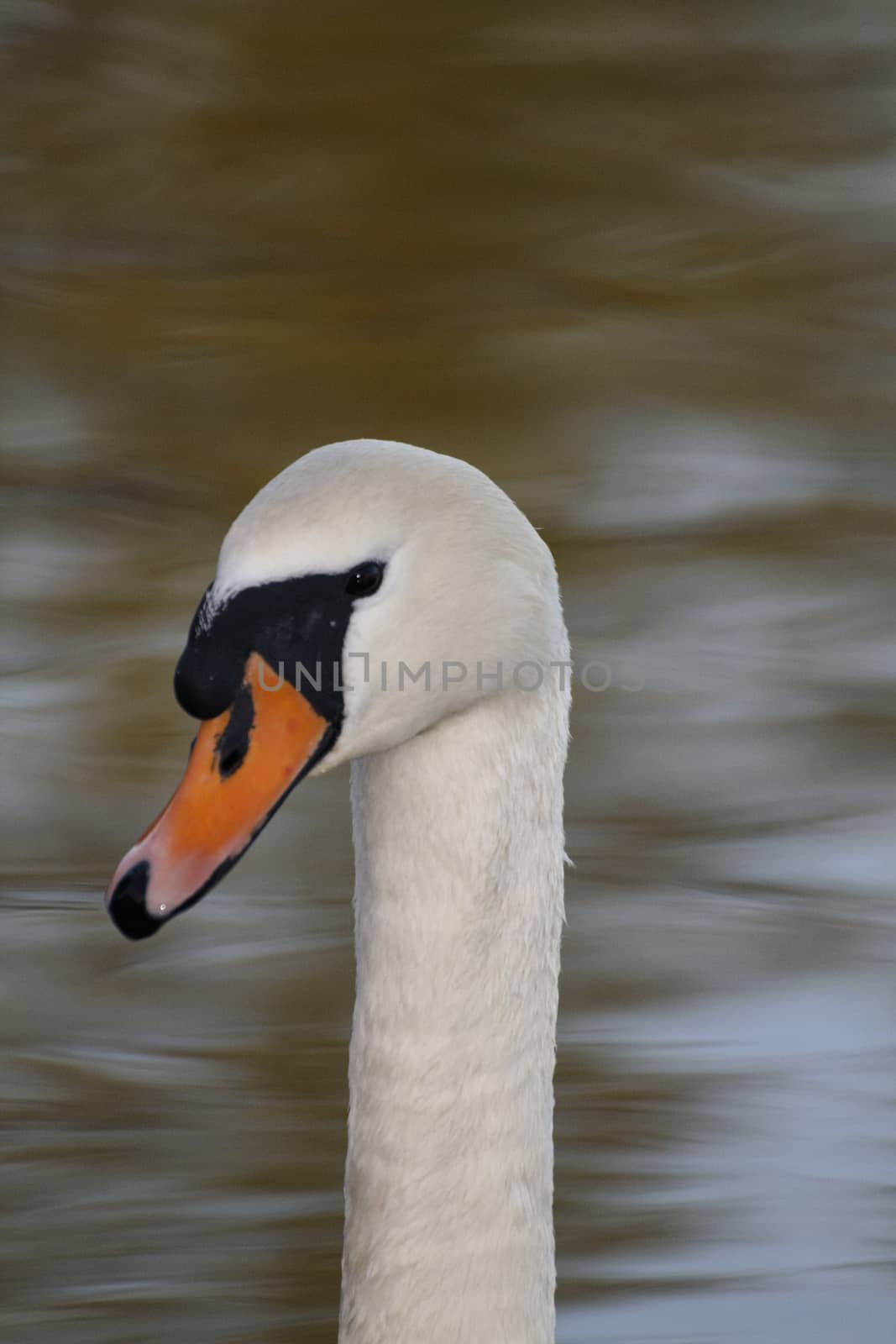 Swan in sundown - Cygnini