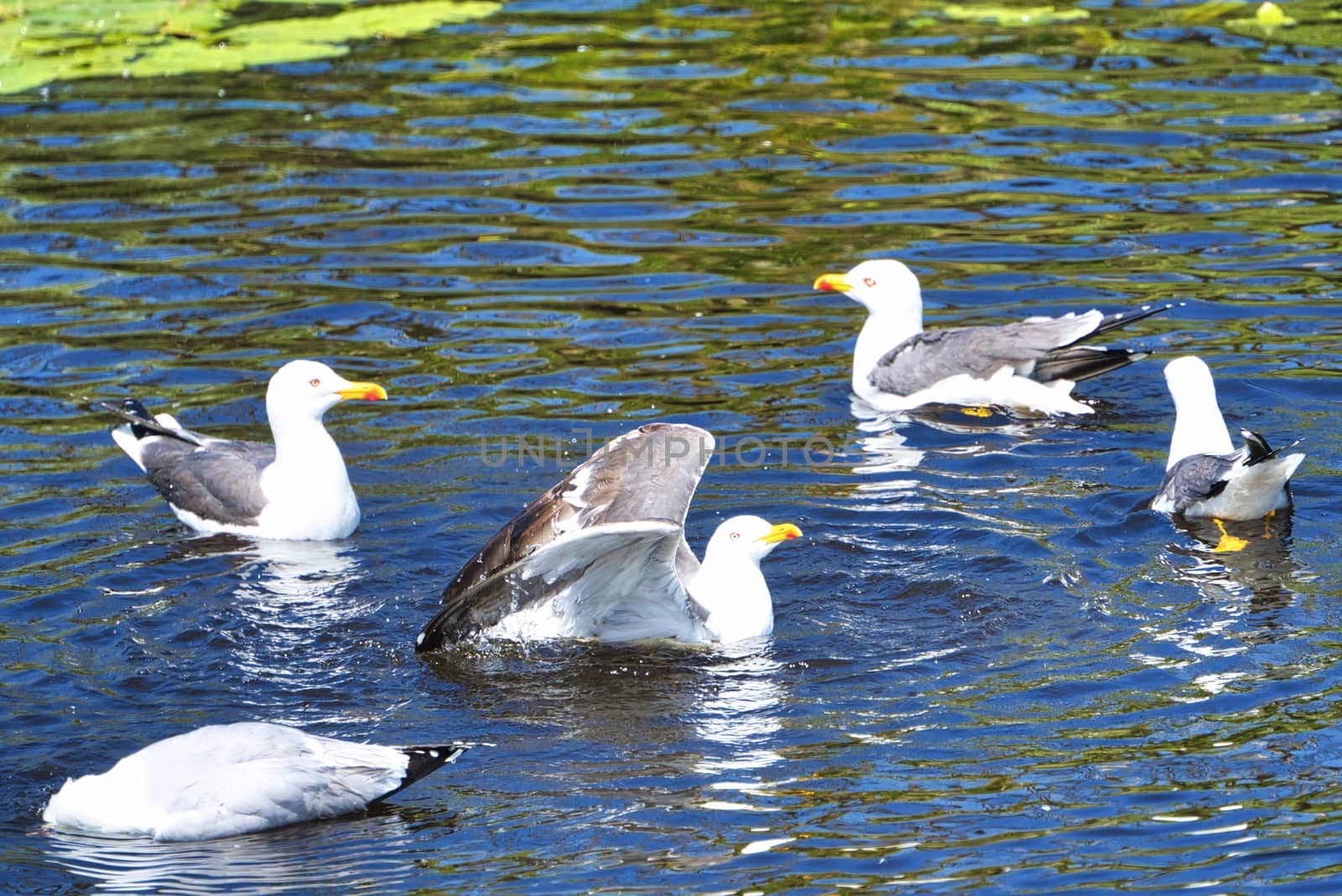 Group ofeuropean herring gull on heligoland - island Dune - cleaning feather in sweet water pond - Larus argentatus