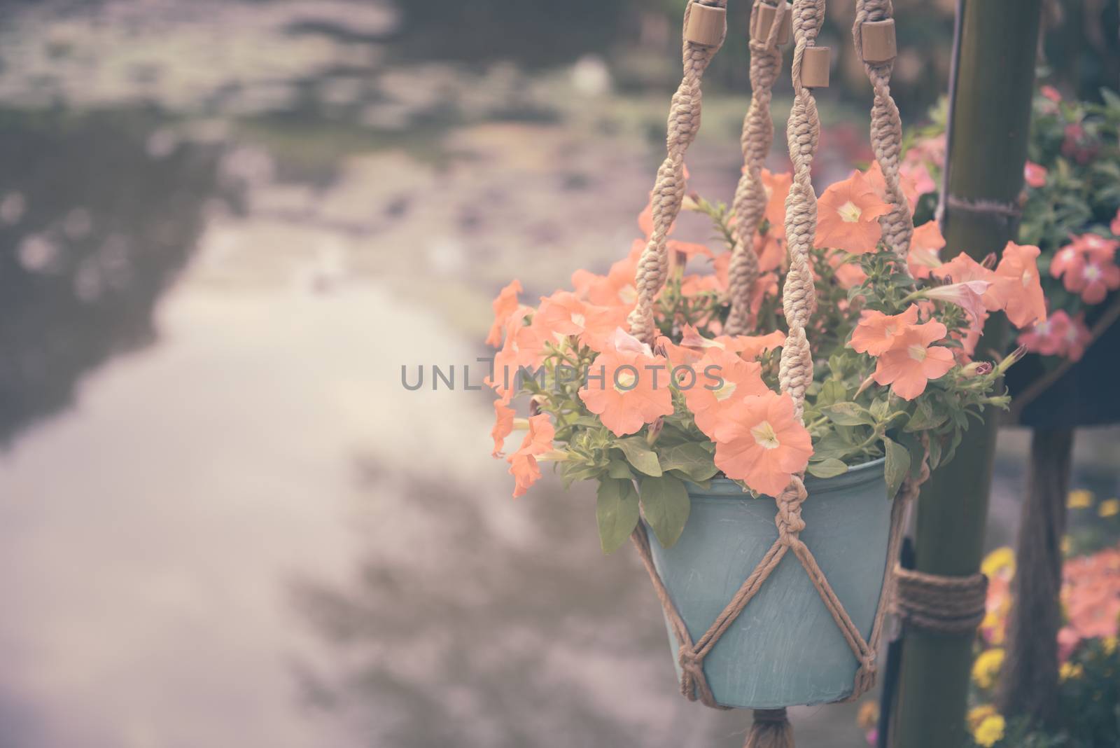 Petunias in flowerpot hanging over pond background