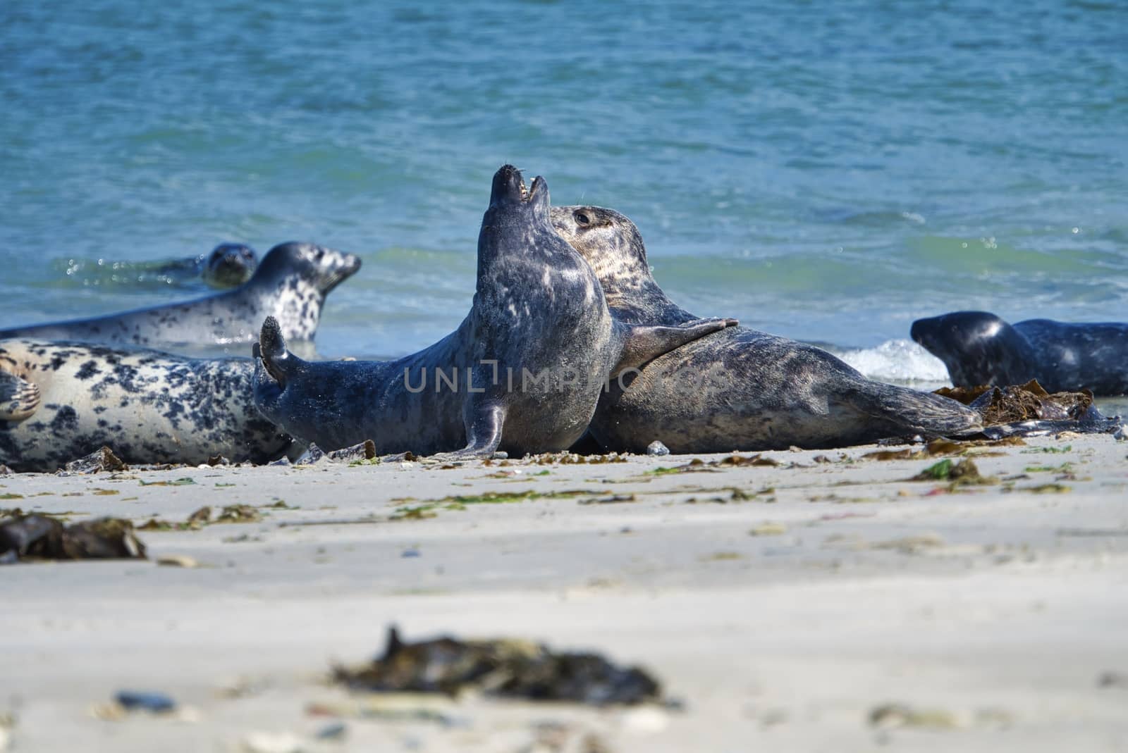 Grey seal on the beach of Heligoland - island Dune by Bullysoft