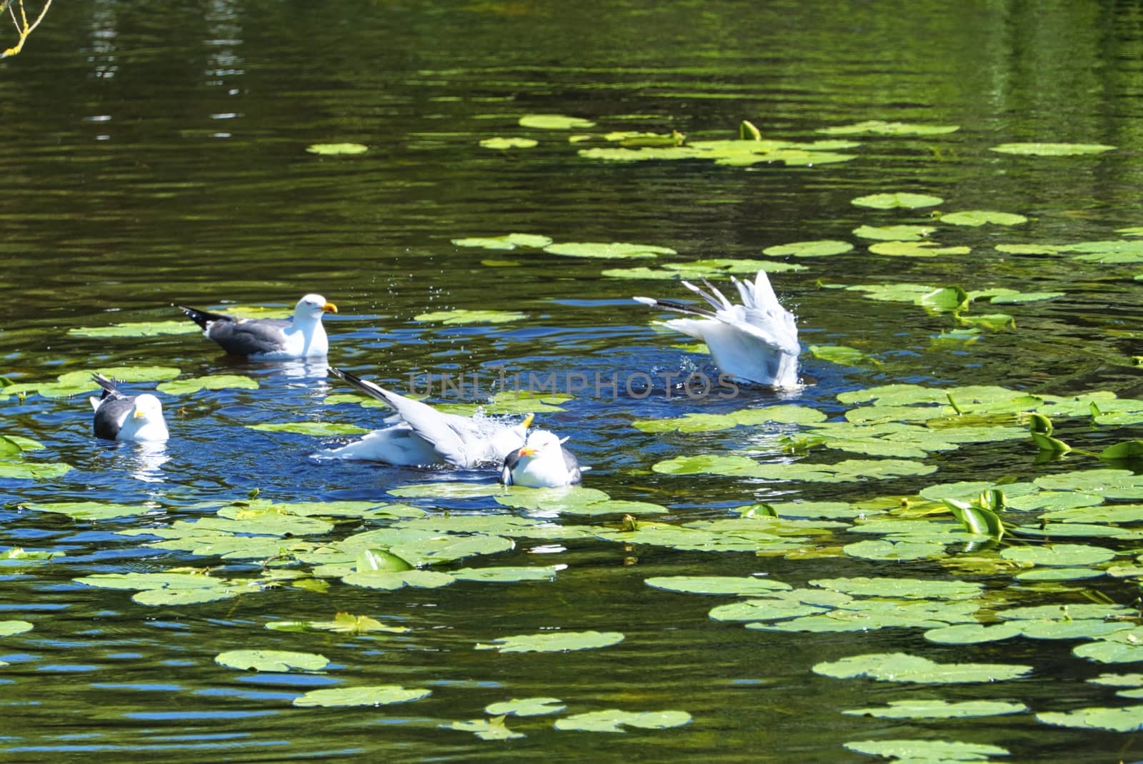 Group ofeuropean herring gull on heligoland - island Dune - cleaning feather in sweet water pond - Larus argentatus