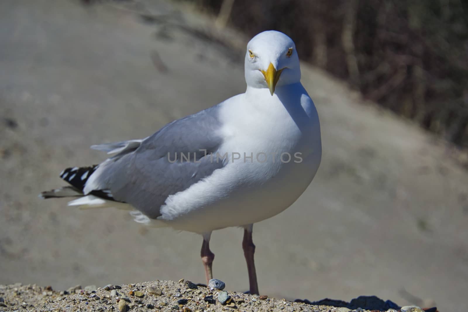 Single european herring gull on heligoland - island Dune - North beach - Larus argentatus