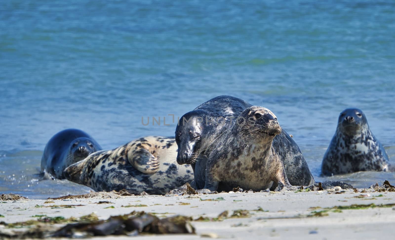 Wijd Grey seal on the north beach of Heligoland - island Dune i- Northsea - Germany