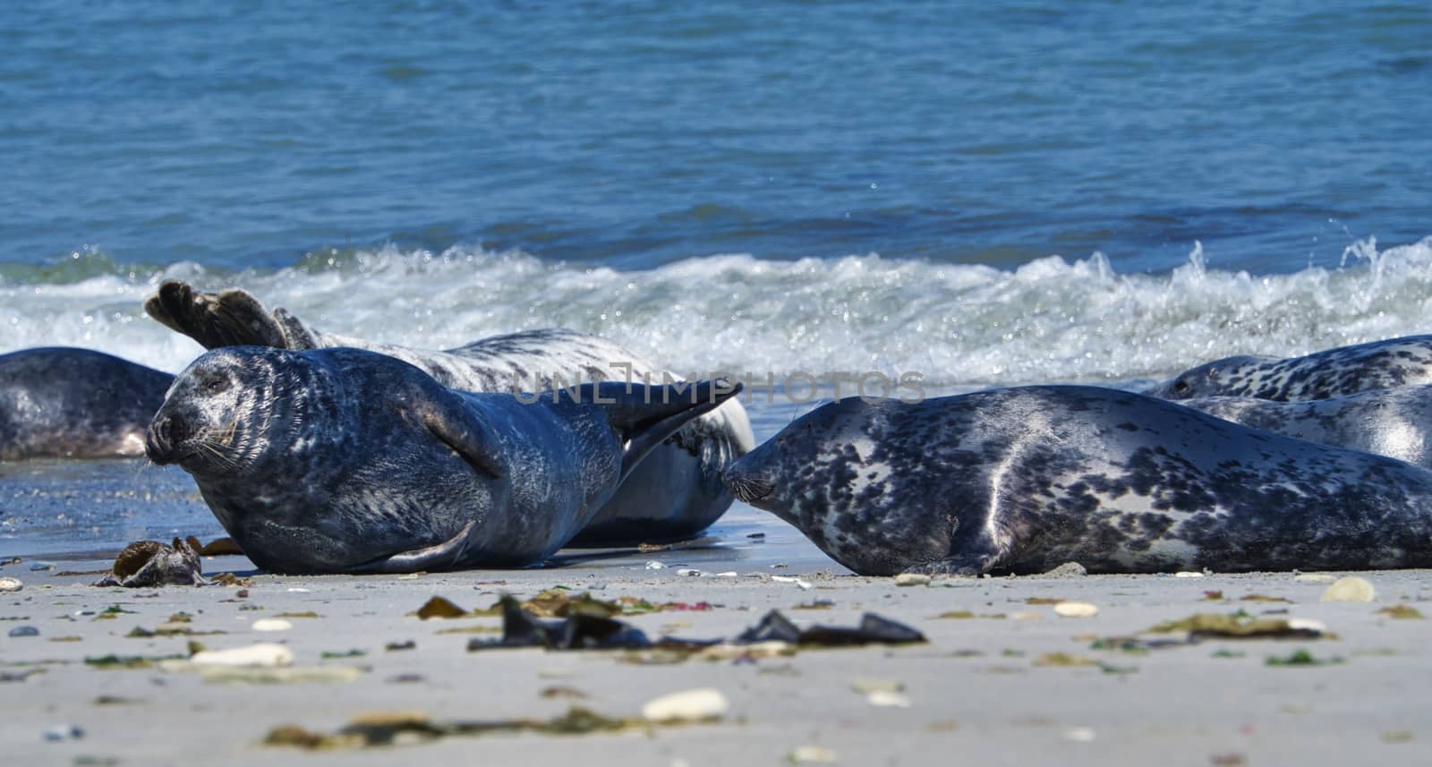 Grey seal on the beach of Heligoland - island Dune by Bullysoft