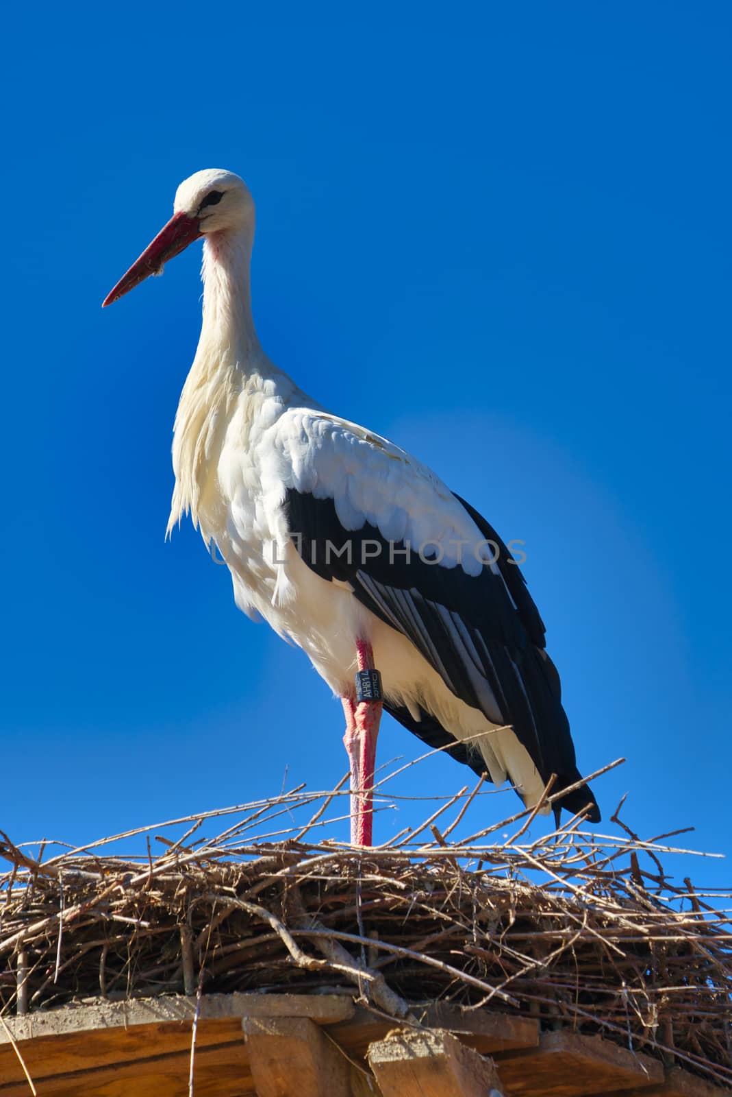 white stork in front of blue sky on nest