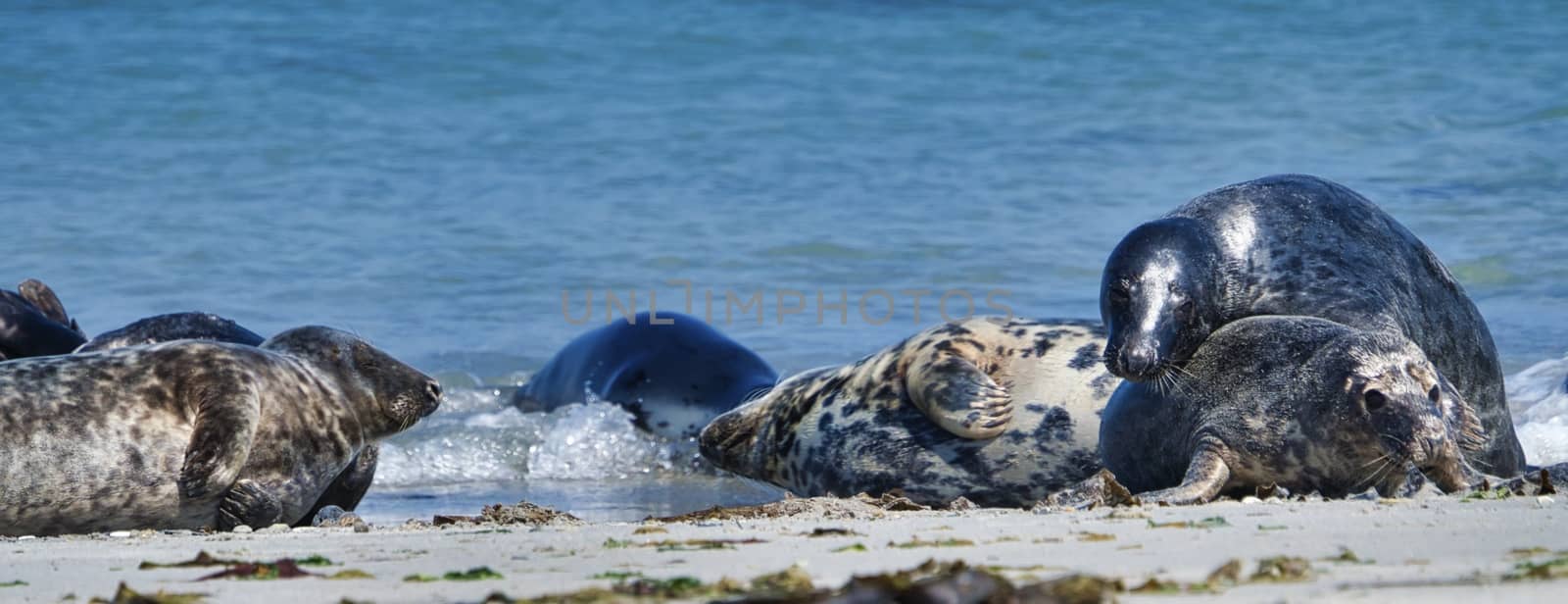 Wijd Grey seal on the north beach of Heligoland - island Dune i- Northsea - Germany