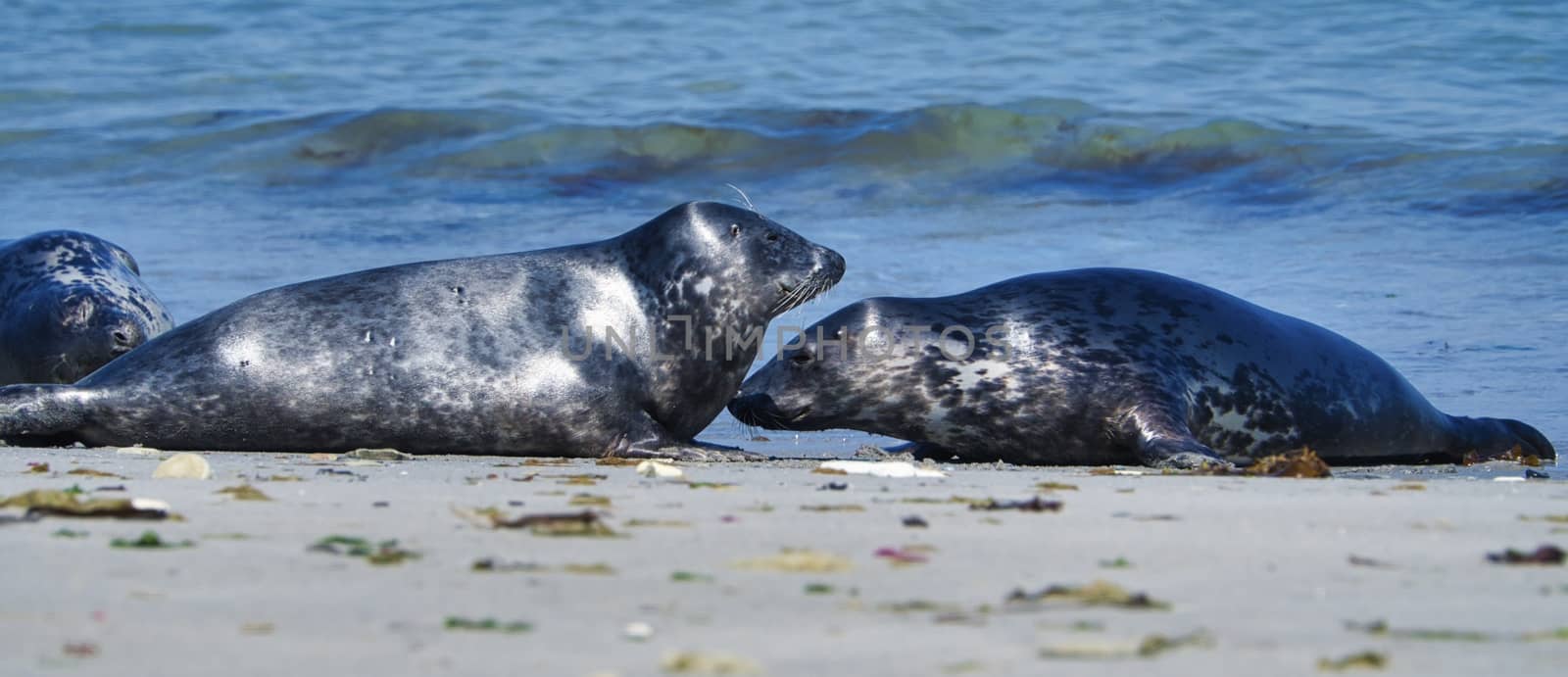 Grey seal on the beach of Heligoland - island Dune by Bullysoft