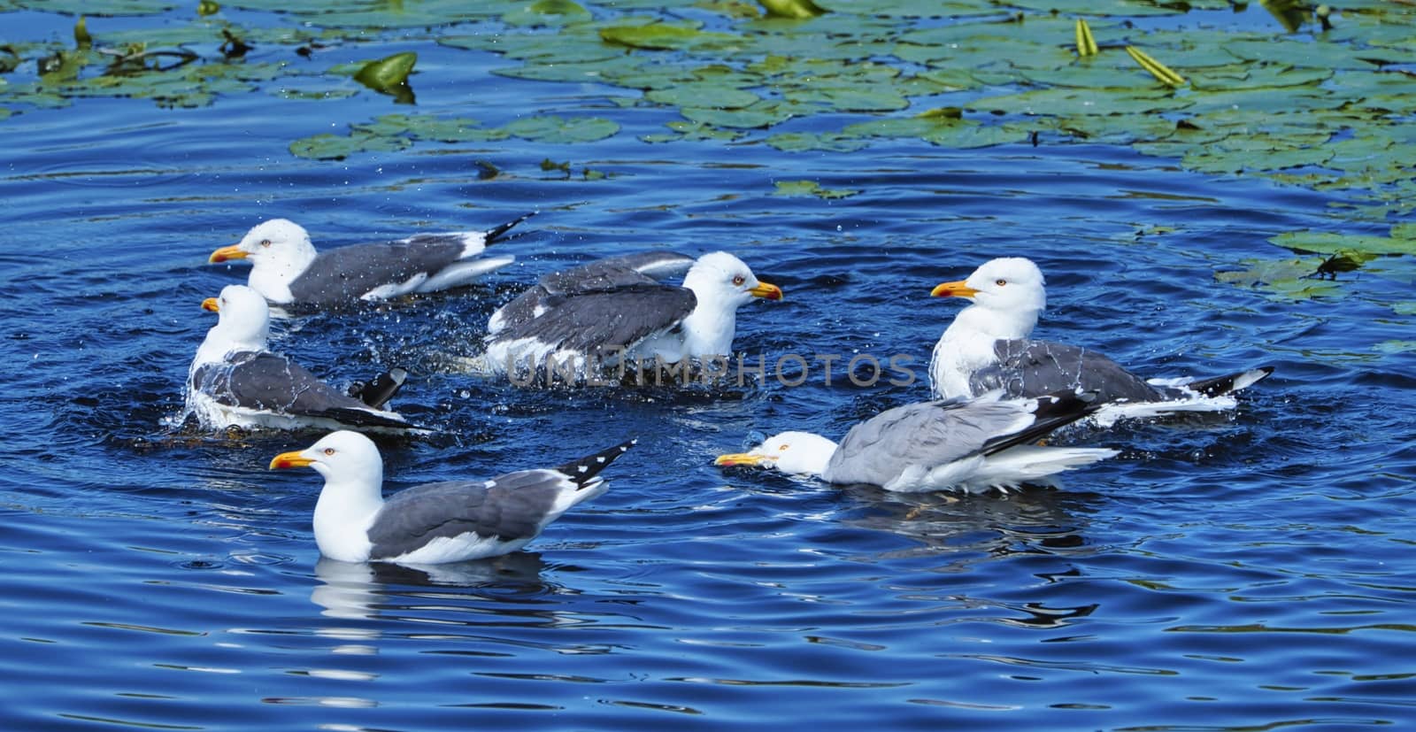 Group ofeuropean herring gull on heligoland - island Dune - cleaning feather in sweet water pond - Larus argentatus