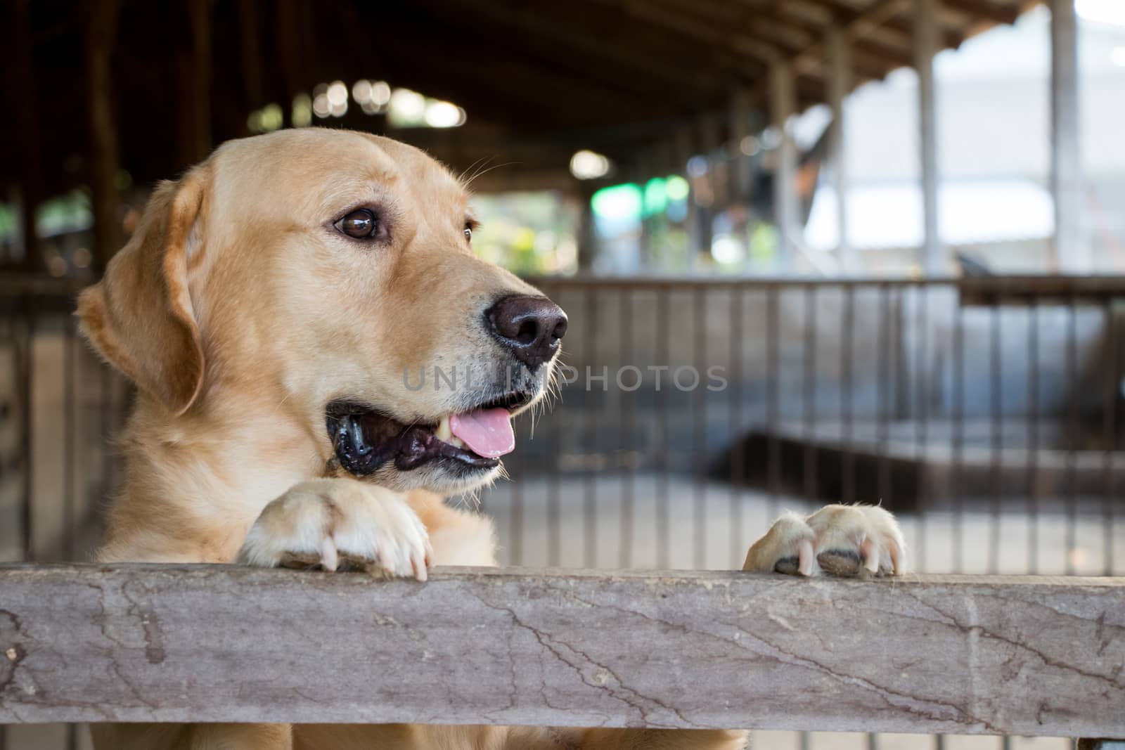 Brown dog stood and wait over the cage background by Hengpattanapong