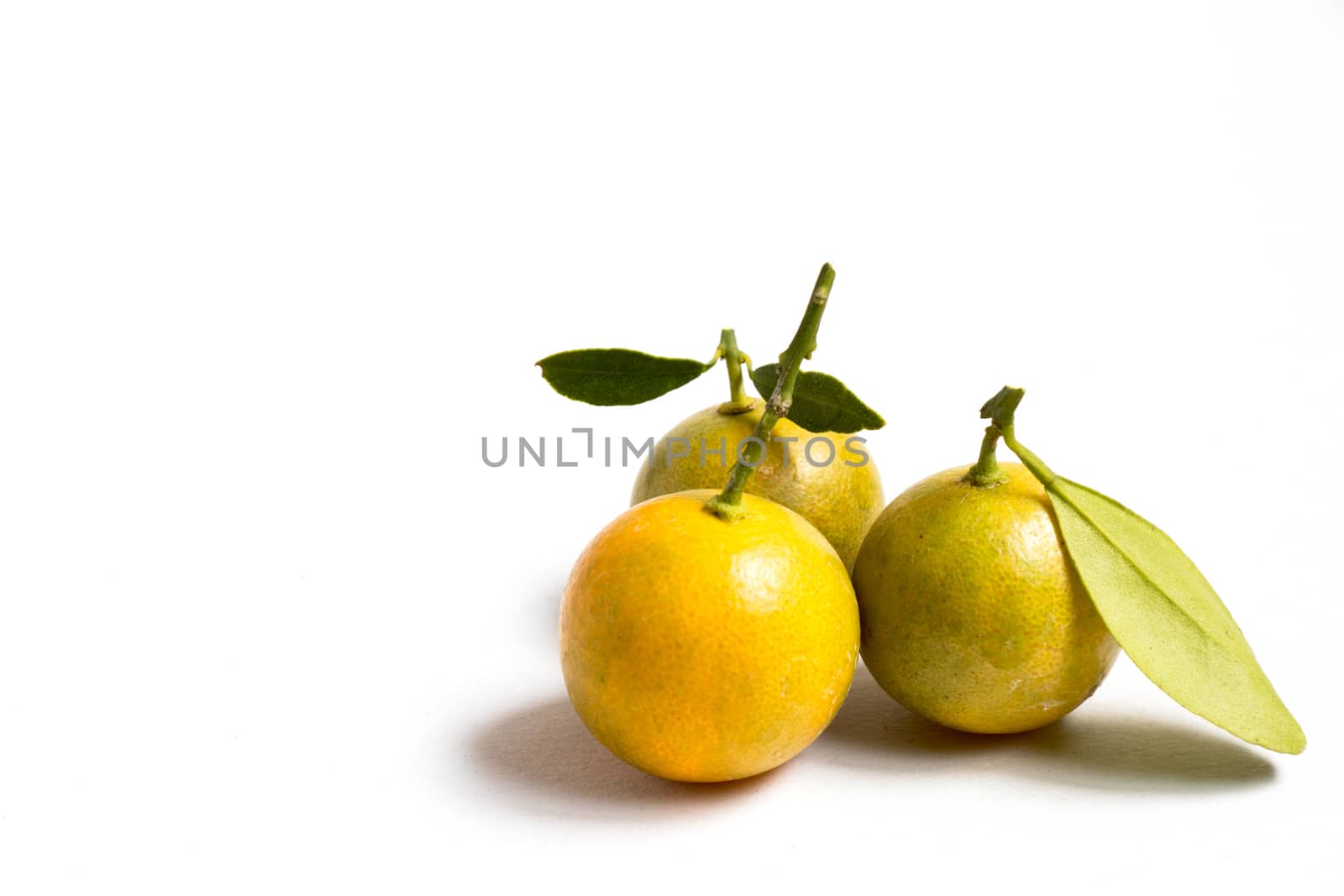 Closed up of kumquat orange that placed on white background by Hengpattanapong
