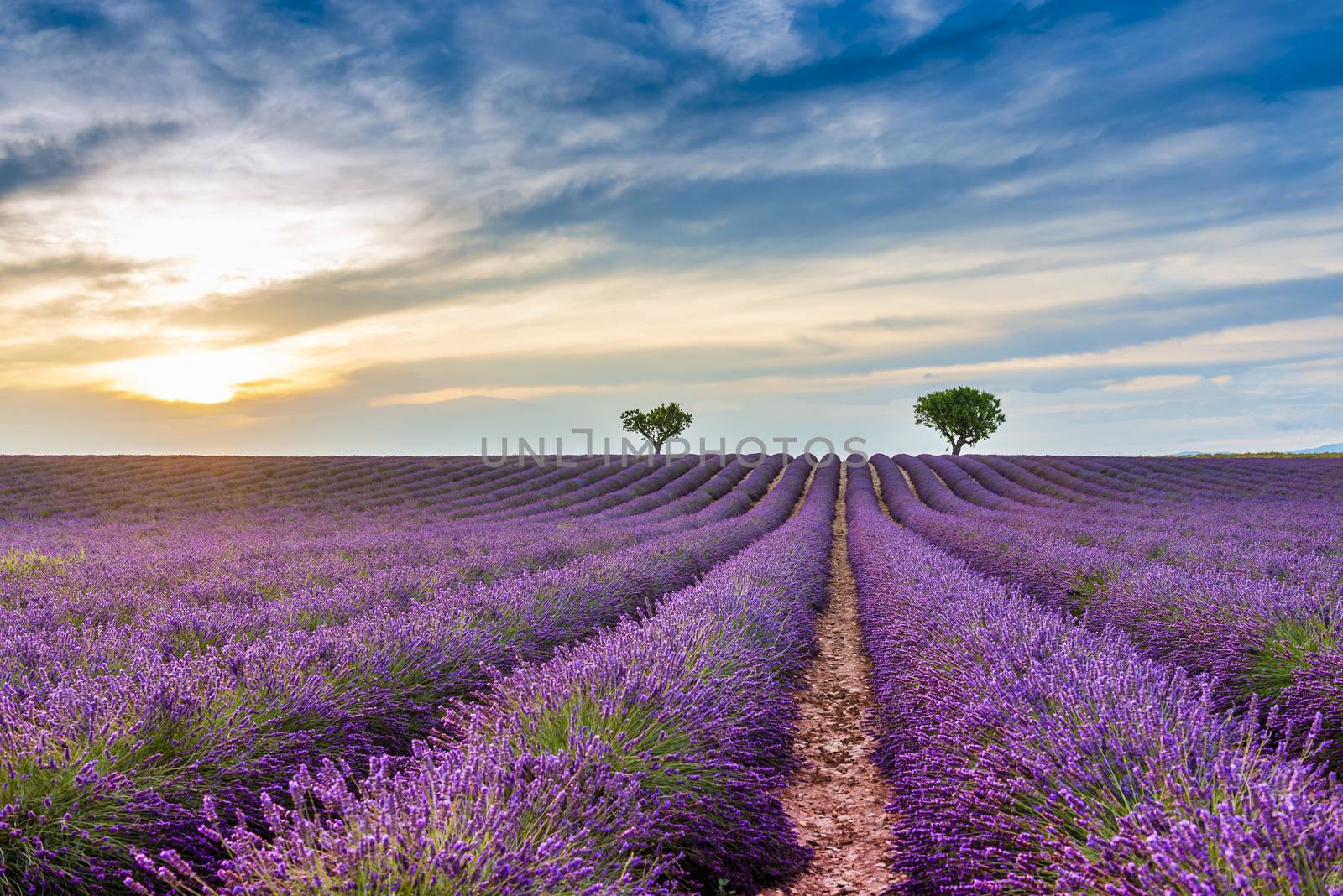 Lavender field at Valensole in the Alpes de Haute Provence, France by Frederic