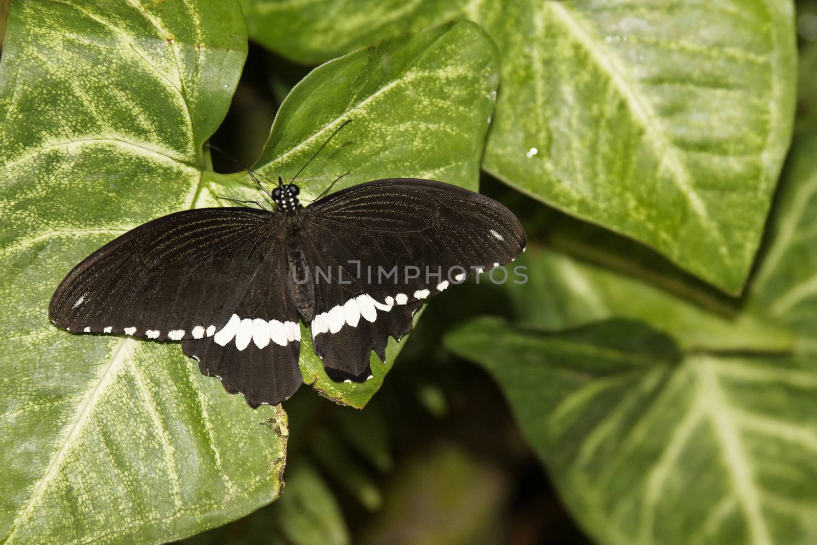 butterfly in nature