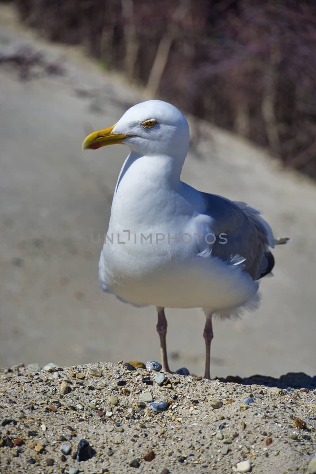 european herring gull on heligoland by Bullysoft