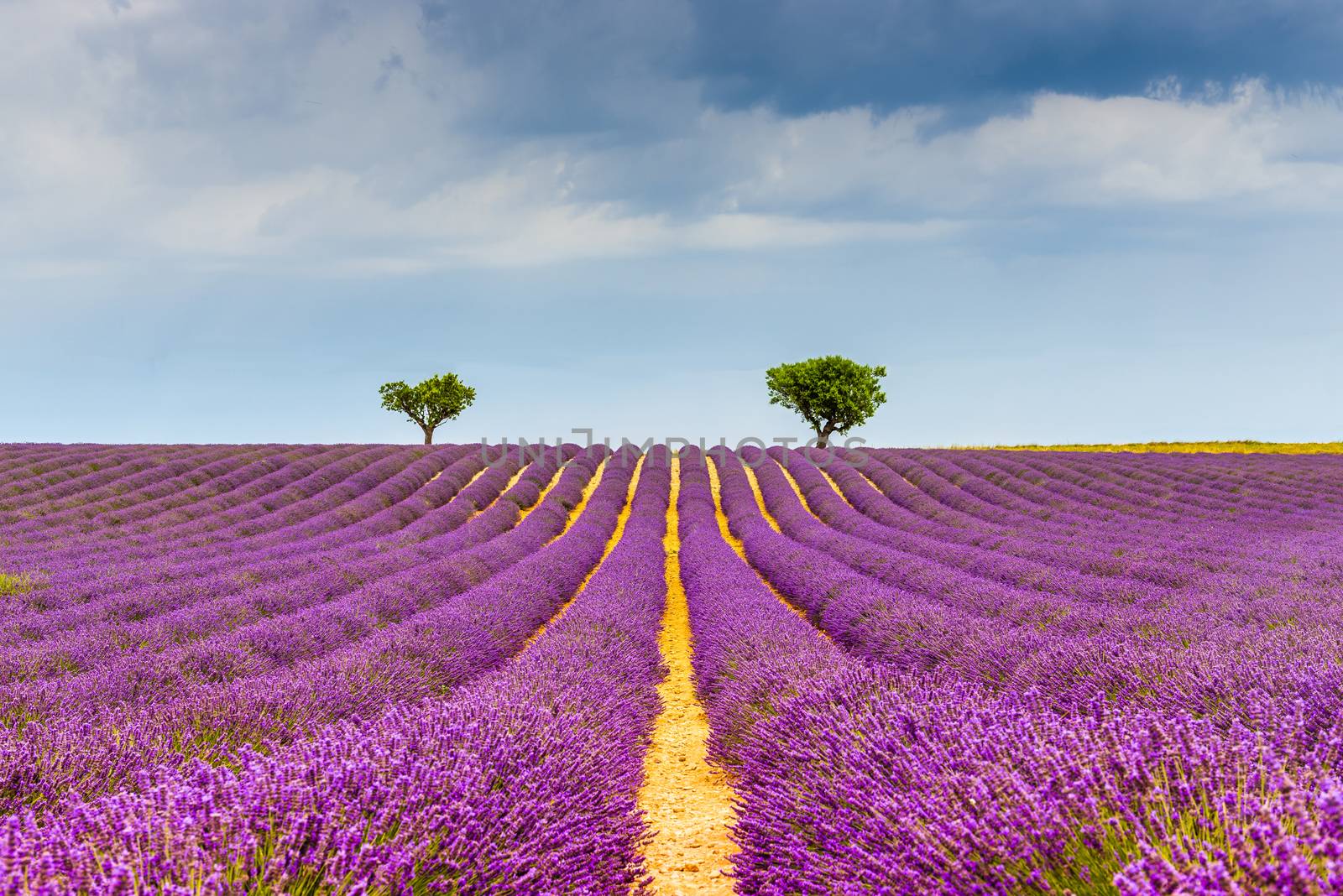 The Valensole plateau is one of the main places where lavender is grown in France, located in the Alpes de Haute Provence in the south-east of France.