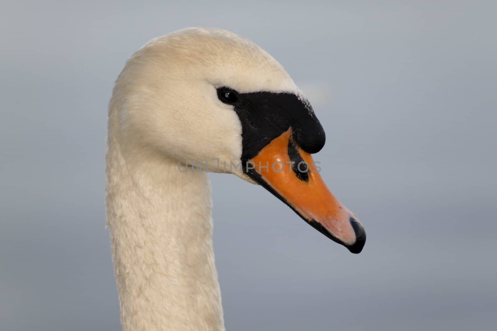 Swan in sundown - Cygnini