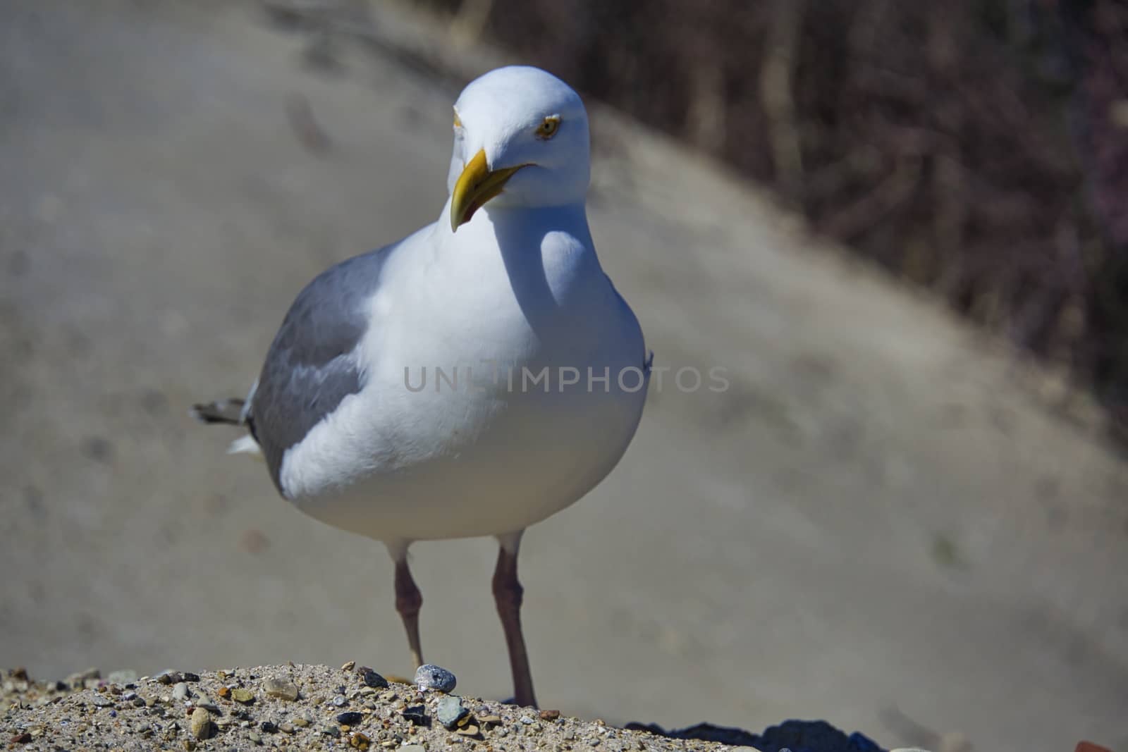 european herring gull on heligoland by Bullysoft