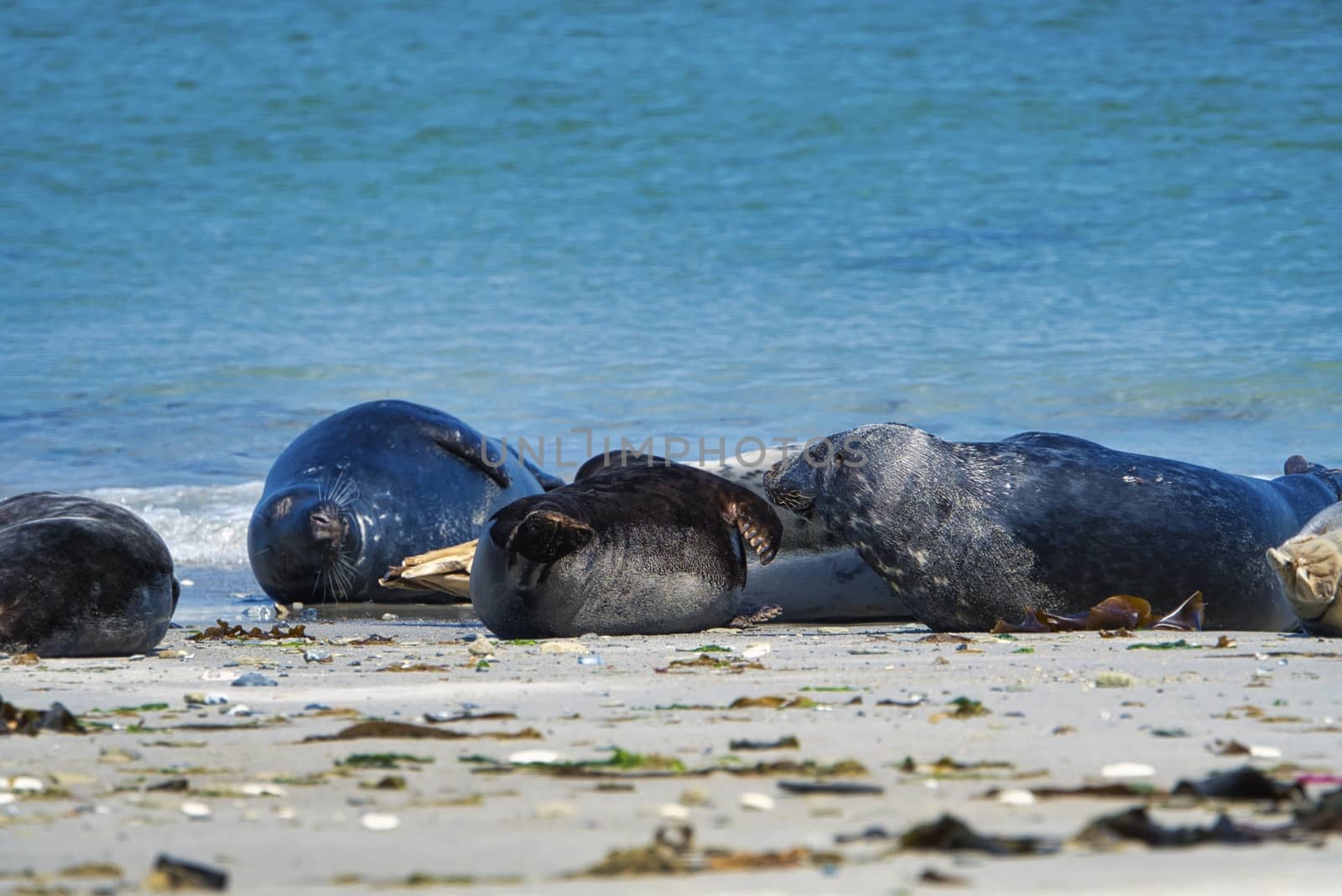 Wijd Grey seal on the north beach of Heligoland - island Dune i- Northsea - Germany