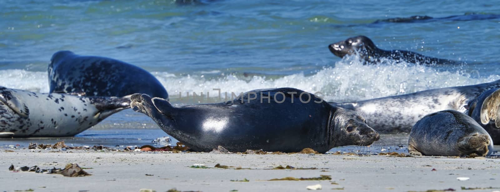 Wijd Grey seal on the north beach of Heligoland - island Dune i- Northsea - Germany