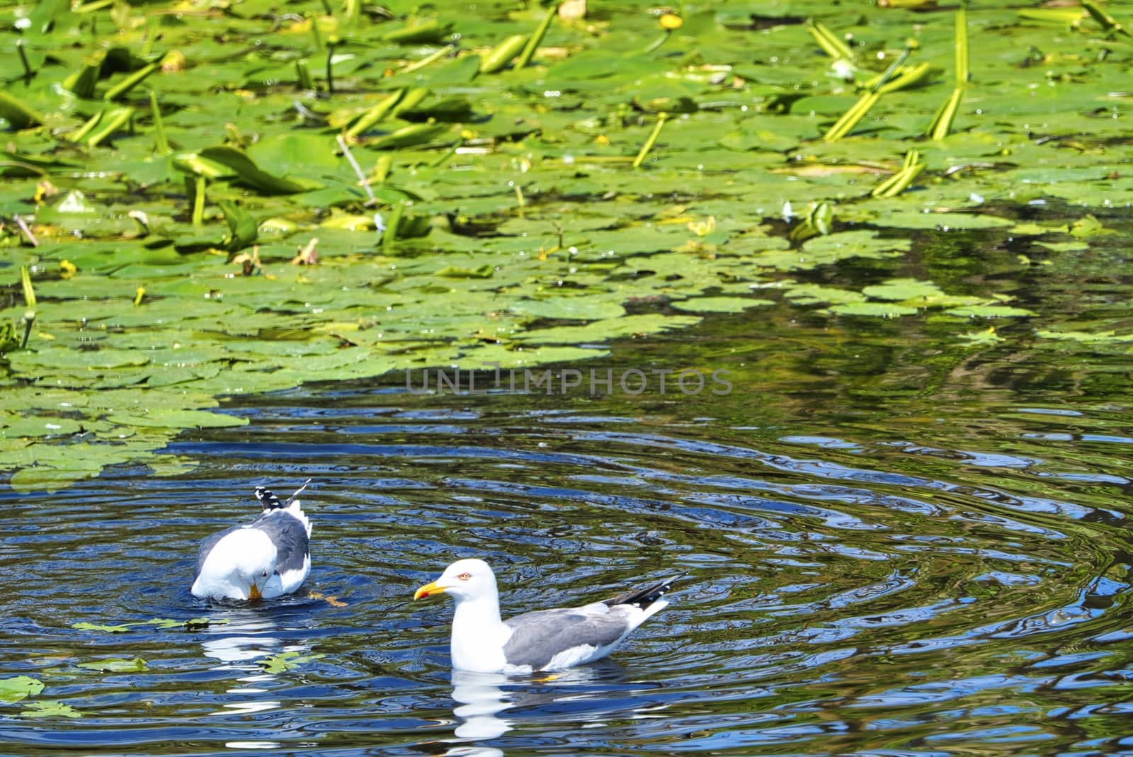 Group ofeuropean herring gull on heligoland - island Dune - cleaning feather in sweet water pond - Larus argentatus