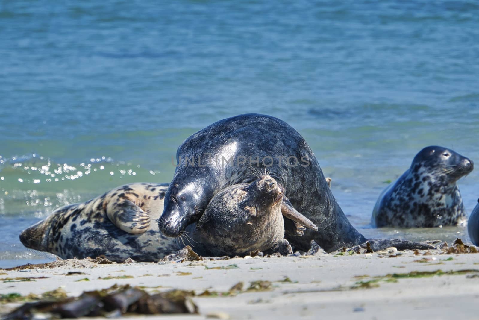 Grey seal on the beach of Heligoland - island Dune by Bullysoft