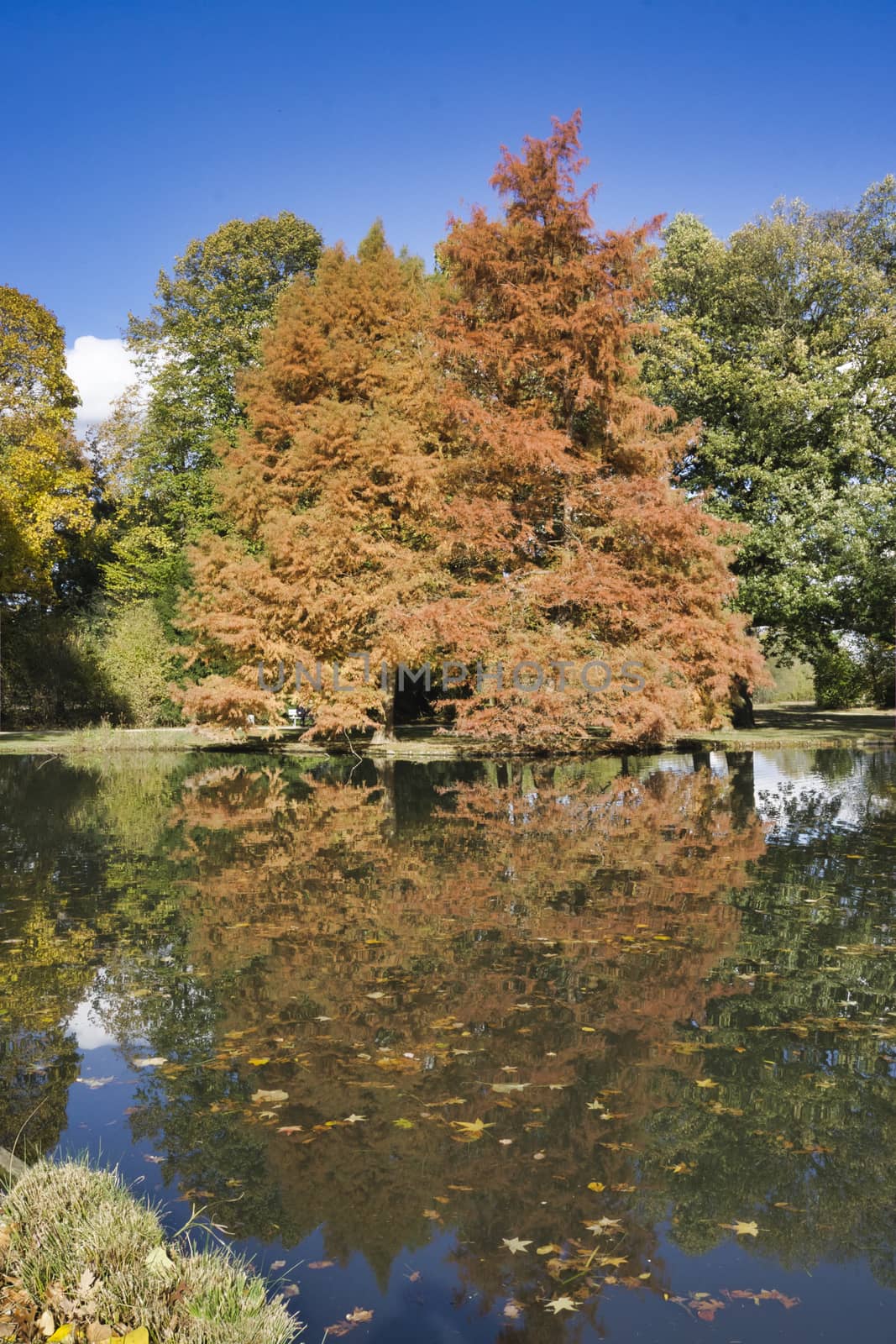 autumn tree imirroring in a pond by Bullysoft