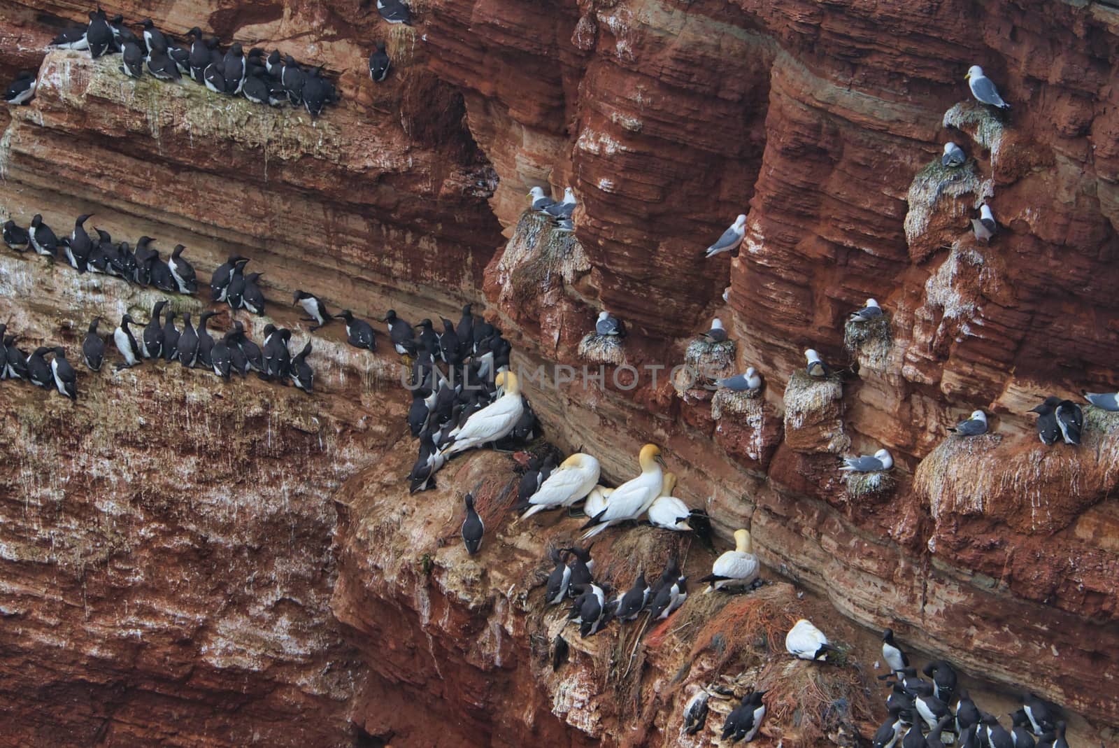 common murre colony - common guillemot on the red Rock in the northsea - Heligoland - Germany -Uria aalge