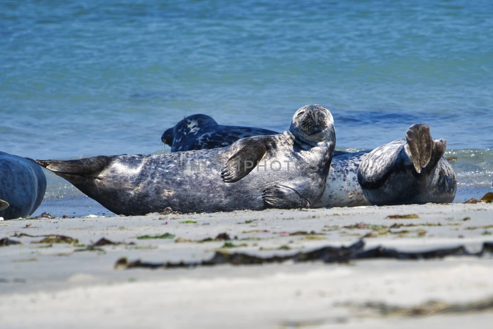 Grey seal on the beach of Heligoland - island Dune by Bullysoft