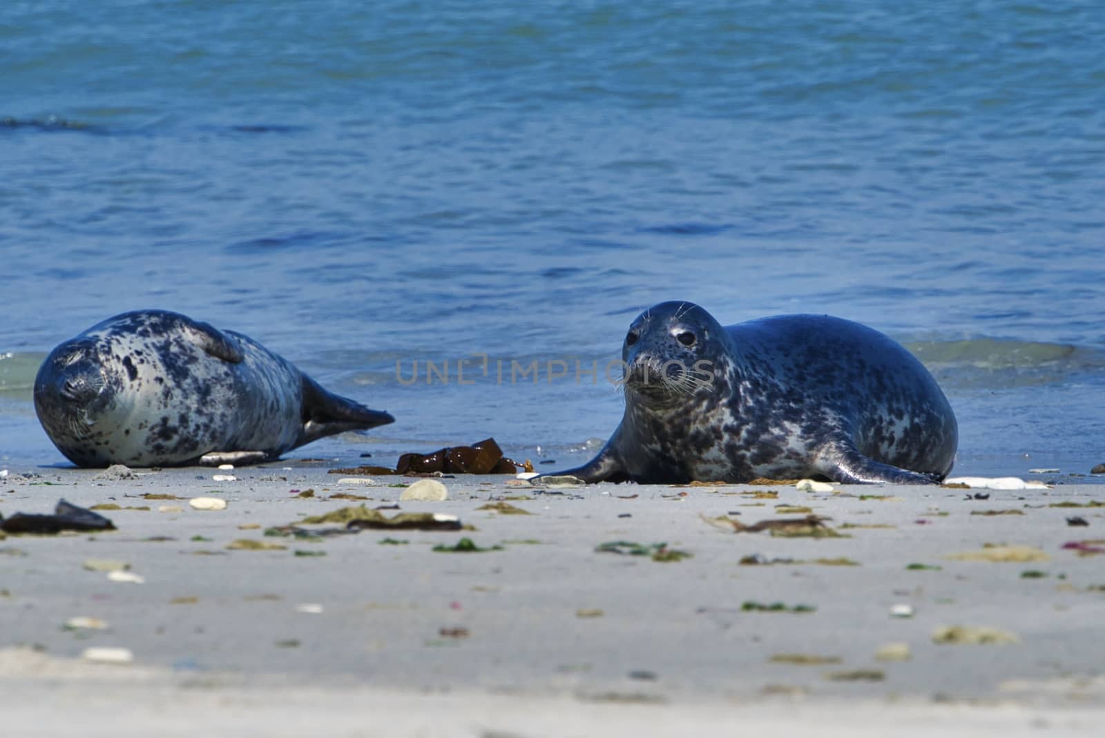 Grey seal on the beach of Heligoland - island Dune by Bullysoft