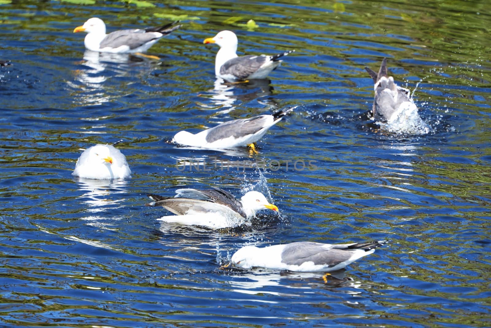 european herring gull on heligoland by Bullysoft