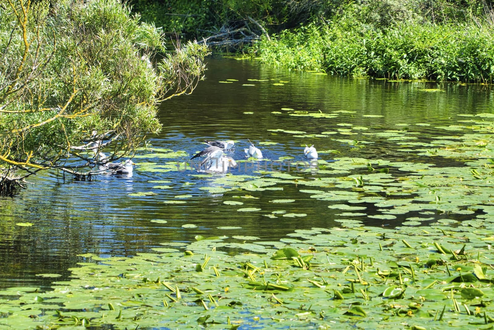 Group ofeuropean herring gull on heligoland - island Dune - cleaning feather in sweet water pond - Larus argentatus