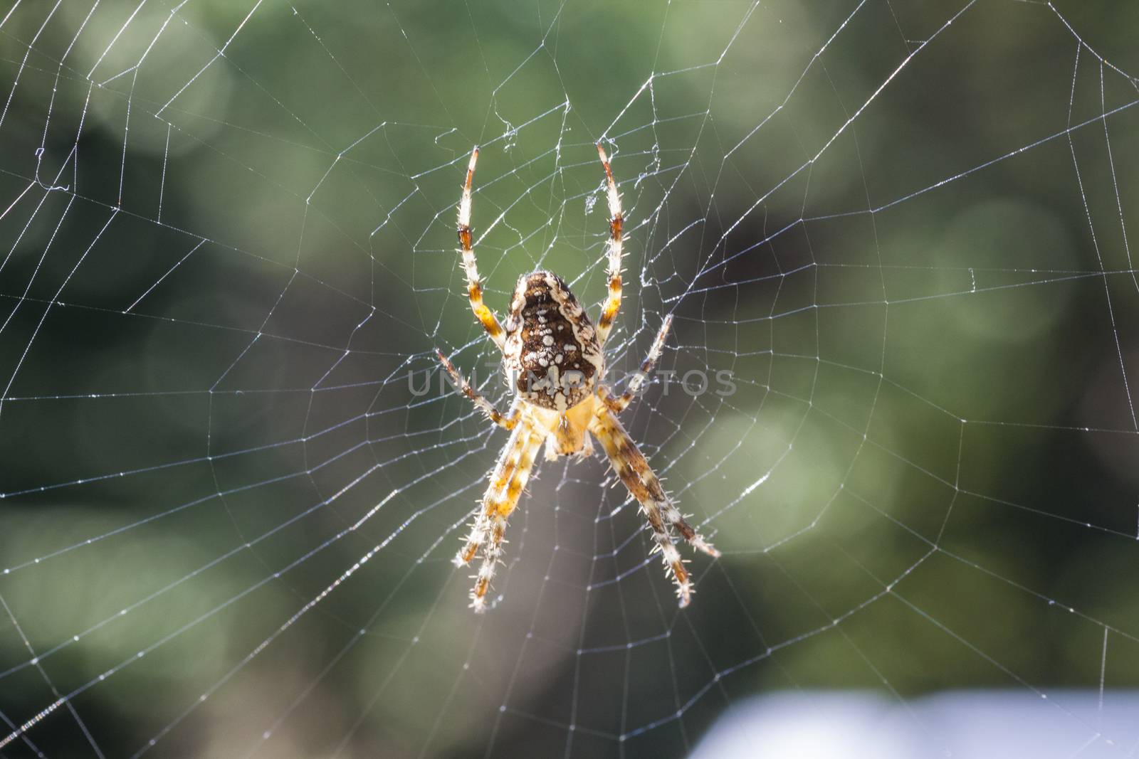 small brown spider in the sun - close-up - Araneus diadematu