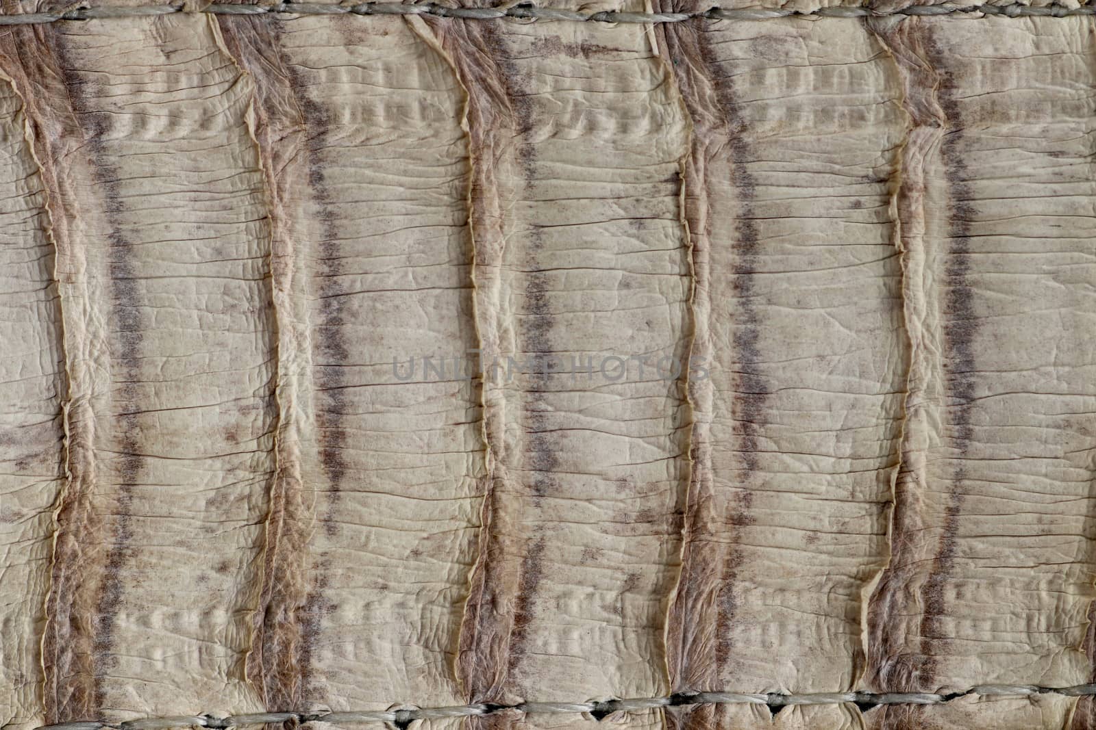 Detail of snake skin belt. A close up of a belt of the most venomous snake King cobra on Bali island in Indonesia. Product from leather workshop. Tanned skin of Ophiophagus hannah. Macrophotography.