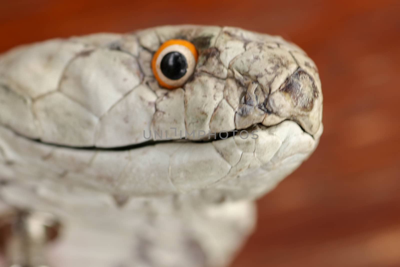 A close up head of a King Cobra. Tanned skin of Ophiophagus hannah. Belt of the most venomous snake on Bali island in Indonesia. Product from leather workshop.