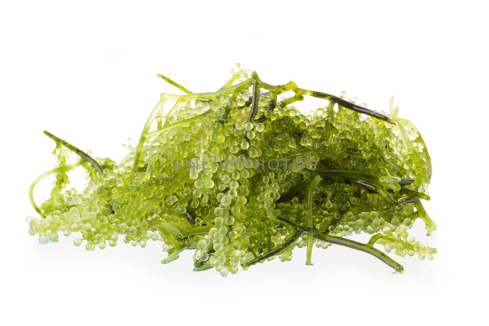 Umi-budou, Seaweed , Healthy sea food. Oval sea grapes seaweed. Healthy Food, Close up Green Caviar on white background.