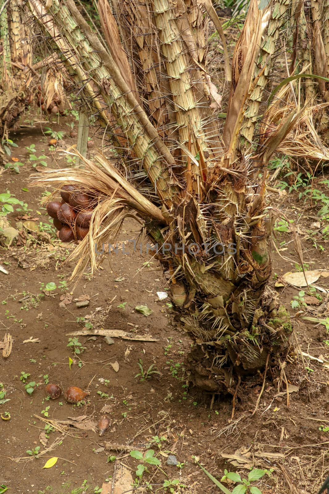 One clump of salak or zalacca fruit will soon ripen and can be picked. Sala or salak or zalacca, sweet and sour fruit of Indonesia. Snake fruit due to the reddish-brown scaly skin. Natural background.