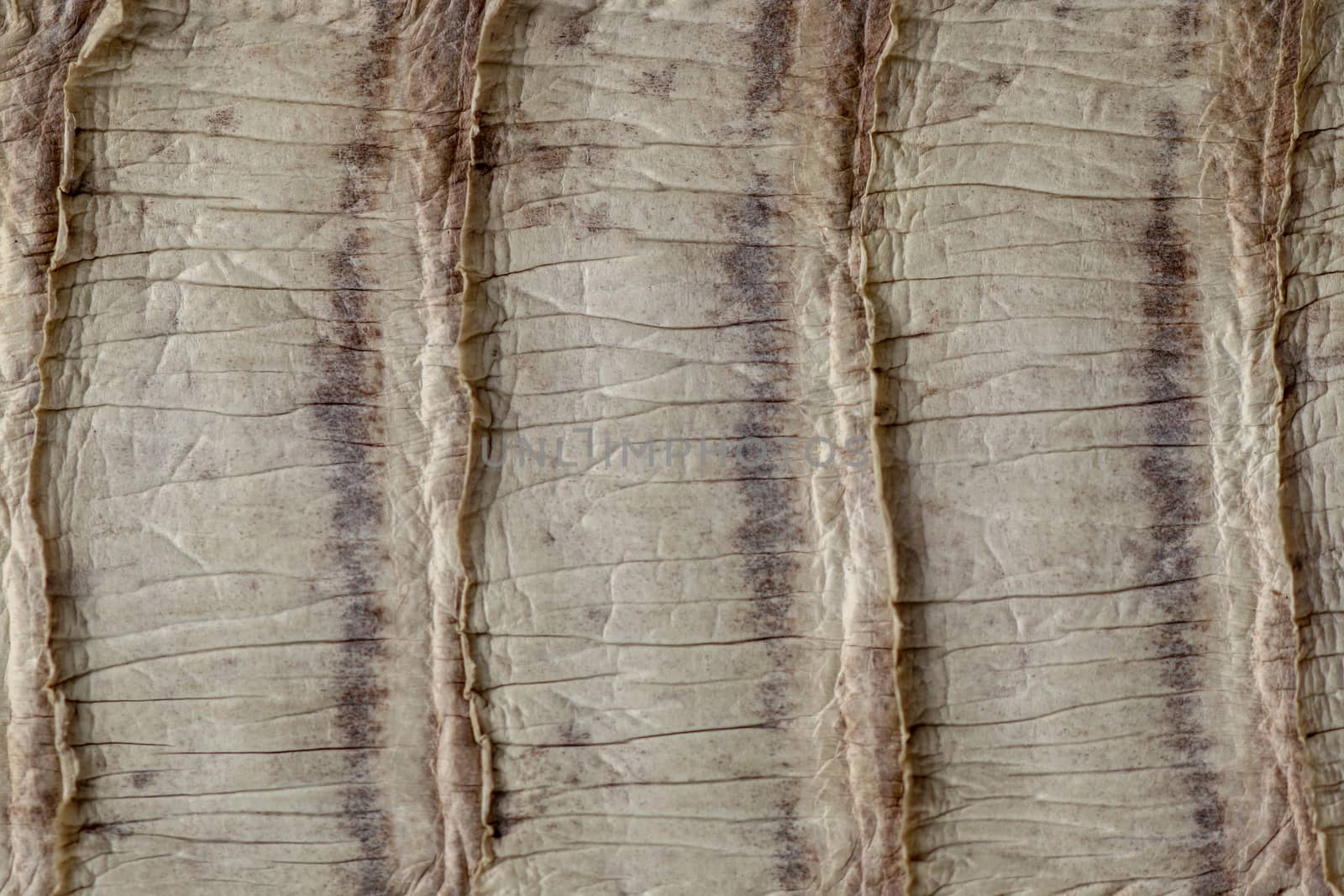 Detail of snake skin belt. A close up of a belt of the most venomous snake King cobra on Bali island in Indonesia. Product from leather workshop. Tanned skin of Ophiophagus hannah. Macrophotography.