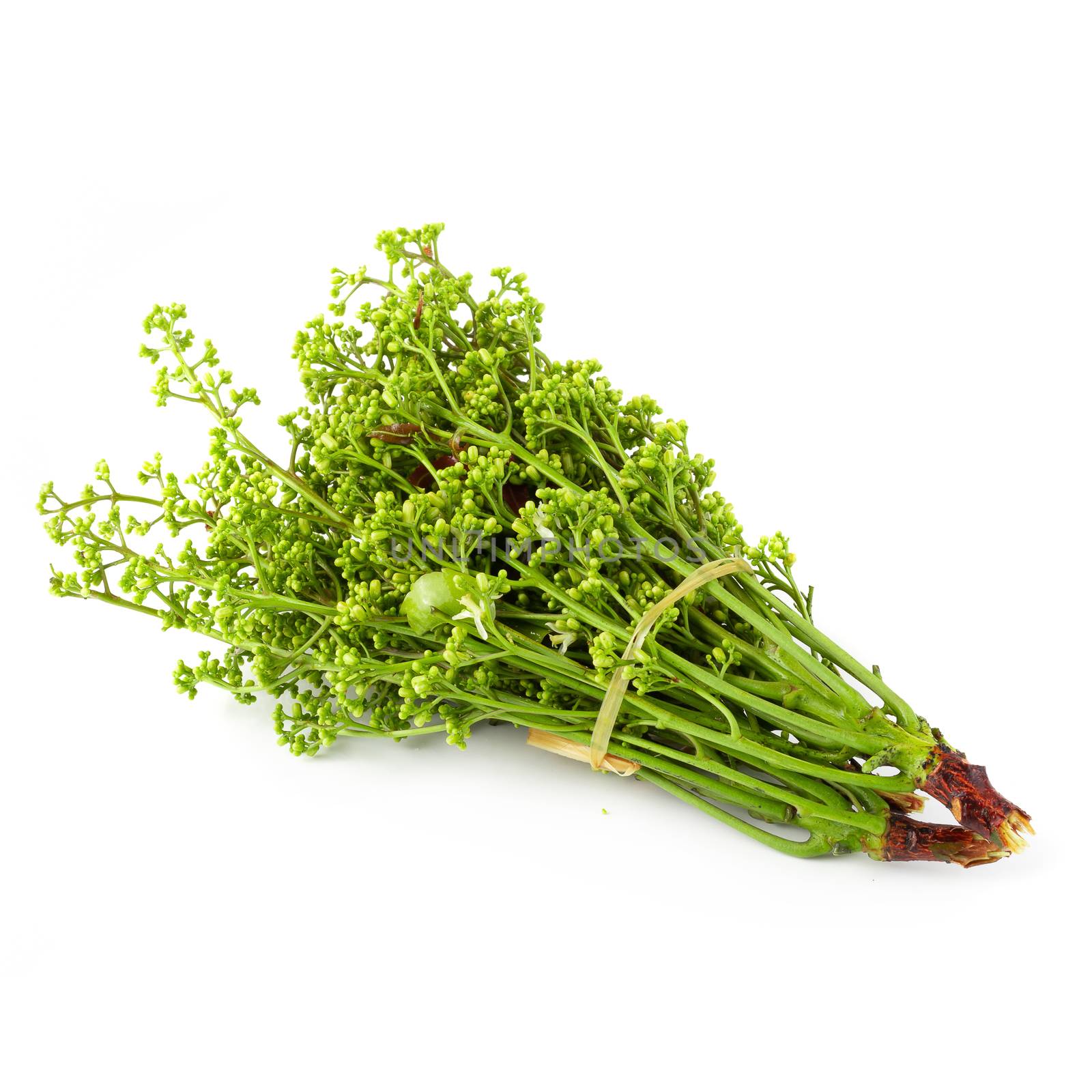 Siamese neem tree, Nim, Margosa isolated on white background.