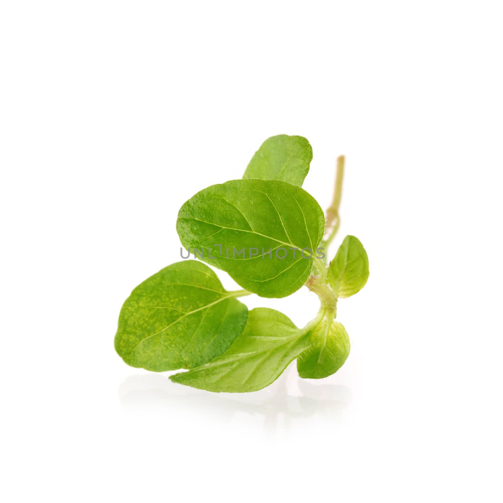 Fresh Oregano herb on a white background.